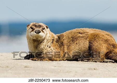 Stock Image - River otters inhabit Sidney Island in Gulf Islands National Park, British Columbia, Canada.. Fotosearch