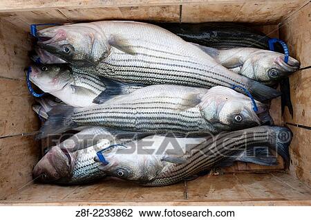 Rockfish (stripped bass) on the eastern shore of Maryland. View Large Photo Image Stock Image - Rockfish (stripped bass) on the eastern shore of Maryland.. Fotosearch