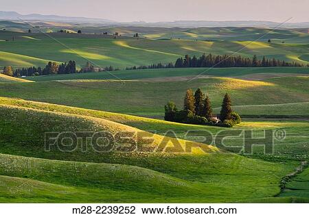 Stock Image - Rolling hills of green wheat fields in the Palouse region of the Inland Empire of Washington.. Fotosearch
