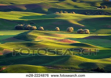 Rolling hills of green wheat fields seen from Steptoe Butte, the Palouse region of the Inland Empire of Washington. View Large Photo Image Stock Photograph - Rolling hills of green wheat fields seen from Steptoe Butte, the Palouse region of the Inland Empire of Washington.. Fotosearch