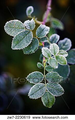 Rosa, Rose plant covered with frost. View Large Photo Image Stock Photo - Rosa, Rose plant covered with frost.. Fotosearch
