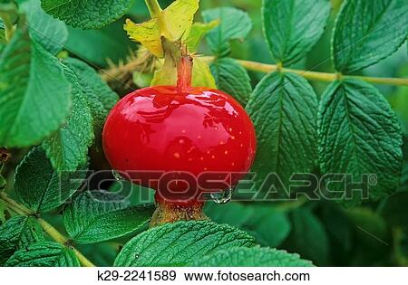 Stock Photo - Rose hips, Rosa rugosa, Acadia National Park, Maine, USA.. Fotosearch
