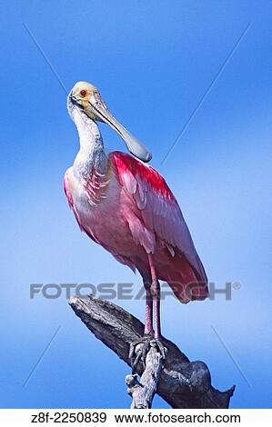 Roseate Spoonbill. (Ajaia ajaja). Pantanal, Brazil. View Large Photo Image Stock Photo - Roseate Spoonbill. (Ajaia ajaja). Pantanal, Brazil.. Fotosearch