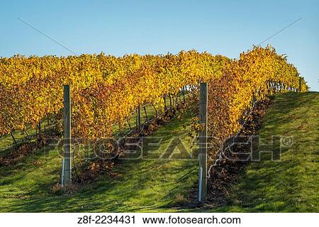 Rows of Syrah wine grape vines at Va Piano vineyards; Walla Walla, Washington. View Large Photo Image Stock Image - Rows of Syrah wine grape vines at Va Piano vineyards; Walla Walla, Washington.. Fotosearch