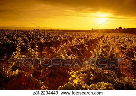 Stock Photo - Rows of wine grape vines at sunset, Hyatt Vineyards, Yakima Valley, Washington.. Fotosearch
