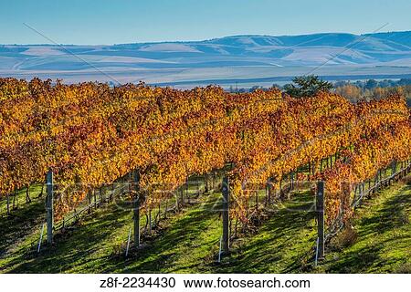 Rows of wine grape vines at Waters Vineyards; Walla Walla, Washington. View Large Photo Image Stock Image - Rows of wine grape vines at Waters Vineyards; Walla Walla, Washington.. Fotosearch