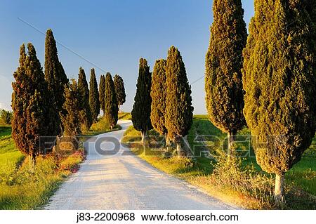 Rural road with cypress trees, Val d´Orcia, Orcia Valley, Fields and cypress trees, Tuscany Landscape, UNESCO world heritage site, Pienza, Siena Province, Tuscany, Italy. View Large Photo Image Stock Photo - Rural road with cypress trees, Val d´Orcia, Orcia Valley, Fields and cypress trees, Tuscany Landscape, UNESCO world heritage site, Pienza, Siena Province, Tuscany, Italy.. Fotosearch