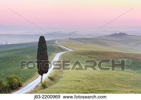 Rural road with lonely cypress tree leading to the Farmhouse, Corsano, Siena province, Tuscany, Italy. View Large Photo Image Stock Photo - Rural road with lonely cypress tree leading to the Farmhouse, Corsano, Siena province, Tuscany, Italy.. Fotosearch