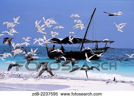 Stock Photography - sailing traditional dhow. zanzibar.. Fotosearch
