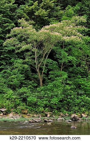 Stock Image - Sandstone bluffs and mimosa tree along the Buffalo River in summer, Buffalo National River- Pruitt´s Landing, Arkansas, USA.. Fotosearch