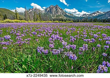 Sawtooth Mountains, Penstemon wildflowers in a meadow below McGown Peak in the Sawtooth Mountains near Stanley Lake in central Idaho. View Large Photo Image Stock Photography - Sawtooth Mountains, Penstemon wildflowers in a meadow below McGown Peak in the Sawtooth Mountains near Stanley Lake in central Idaho.. Fotosearch