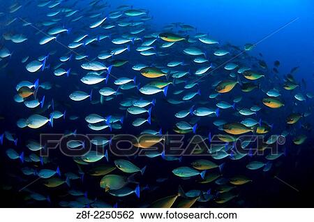 Stock Image - School of Triggerfish, Pulau Tiga ( 3 Islands ).. Fotosearch