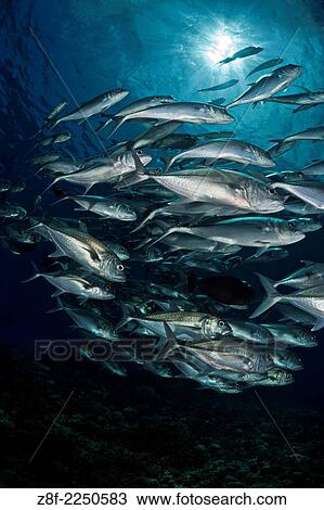 Schools of Jacks, Barrracuda Point, Mary Island, Siolomons. View Large Photo Image Stock Image - Schools of Jacks, Barrracuda Point, Mary Island, Siolomons.. Fotosearch