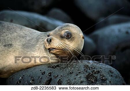 sea dog. genovesa island. View Large Photo Image Stock Image - sea dog. genovesa island.. Fotosearch