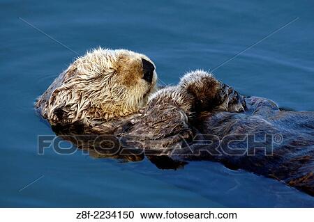 Sea otter. Enhydra lutris. Otter resting in the protected waters of the marina at Moss Landing. Monterey Bay, California, USA. Pacific Ocean. View Large Photo Image Stock Image - Sea otter. Enhydra lutris. Otter resting in the protected waters of the marina at Moss Landing. Monterey Bay, California, USA. Pacific Ocean.. Fotosearch
