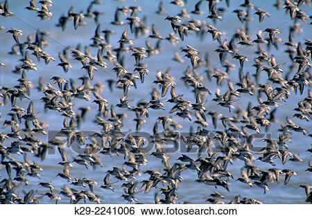 Shorebirds in flight, Mary´s Point Migratory Bird Sanctuary, Alma, New Brunswick, Canada. View Large Photo Image Stock Photograph - Shorebirds in flight, Mary´s Point Migratory Bird Sanctuary, Alma, New Brunswick, Canada.. Fotosearch