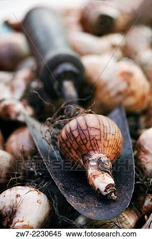 Single spring flowering Narcissus bulb resting on an antique hand trowel. View Large Photo Image Stock Photography - Single spring flowering Narcissus bulb resting on an antique hand trowel.. Fotosearch