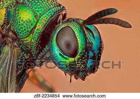 Some kind of cucko wasp, there arer over 3000 species. Parasitoid or cleptoparasitic wasps, this one is highly sculptured, with brilliantly colored metallic-like body. View Large Photo Image Picture - Some kind of cucko wasp, there arer over 3000 species. Parasitoid or cleptoparasitic wasps, this one is highly sculptured, with brilliantly colored metallic-like body.. Fotosearch