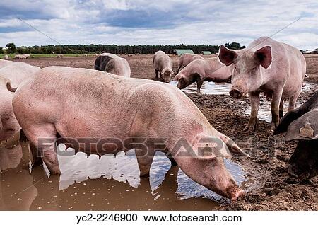 Some pigs wallowing in mud in a field in Cove Hithe, Suffolk, England, Britain, Uk. View Large Photo Image Stock Image - Some pigs wallowing in mud in a field in Cove Hithe, Suffolk, England, Britain, Uk.. Fotosearch