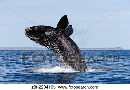 Southern Right Whale, breaching. Eubalaena australis. Valdes Peninsula, Province Chubut, Patagonia, Argentina. View Large Photo Image Stock Photography - Southern Right Whale, breaching. Eubalaena australis. Valdes Peninsula, Province Chubut, Patagonia, Argentina.. Fotosearch