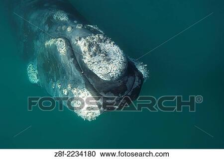 Southern Right Whale. Eubalaena australis. Valdes Peninsula, Province Chubut, Patagonia, Argentina. View Large Photo Image Stock Image - Southern Right Whale. Eubalaena australis. Valdes Peninsula, Province Chubut, Patagonia, Argentina.. Fotosearch