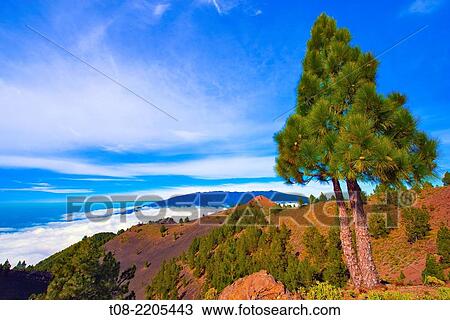 spain, canary islands, la palma: birigoyo way, pine-tree View Large Photo Image Stock Image - spain, canary islands, la palma: birigoyo way, pine-tree. Fotosearch