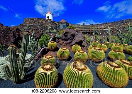 spain, canary islands, lanzarote: cactus´ garden. View Large Photo Image Stock Photo - spain, canary islands, lanzarote: cactus´ garden.. Fotosearch