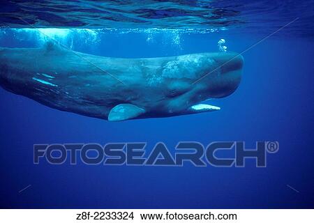 Sperm whale. Physeter macrocephalus. Photographed off the Azores Islands (Portugal). Atlantic Ocean. View Large Photo Image Picture - Sperm whale. Physeter macrocephalus. Photographed off the Azores Islands (Portugal). Atlantic Ocean.. Fotosearch
