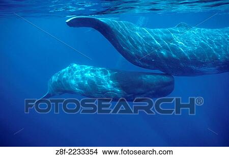 Sperm whale. Physeter macrocephalus. Calf swimming under mother´s tail. Azore Islands (Portugal), North Atlantic Ocean. View Large Photo Image Picture - Sperm whale. Physeter macrocephalus. Calf swimming under mother´s tail. Azore Islands (Portugal), North Atlantic Ocean.. Fotosearch