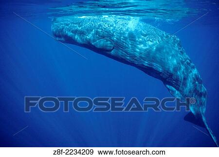 Stock Photo - Sperm whale. Physeter macrocephalus. Azore Islands (Portugal), North Atlantic Ocean.. Fotosearch