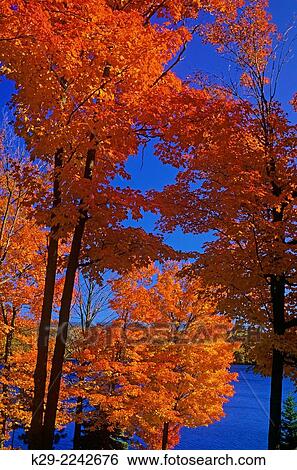Stock Photograph - Spring deciduous woodland with carpet of blooming trilliums, M´Chigeeng First Nation, Manitoulin Island, Ontario, Canada.. Fotosearch