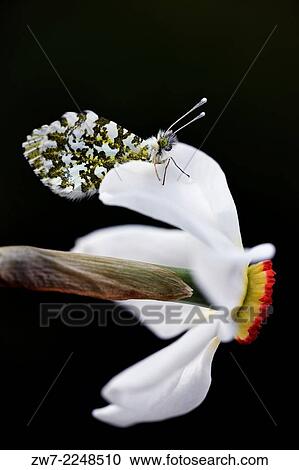 Spring flowering bulb Narcissus Actaea with Orange tip Anthocharis cardamines Butterfly. View Large Photo Image Stock Image - Spring flowering bulb Narcissus Actaea with Orange tip Anthocharis cardamines Butterfly.. Fotosearch