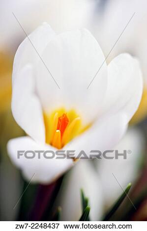 Spring flowering bulb Species Crocus. View Large Photo Image Stock Photo - Spring flowering bulb Species Crocus.. Fotosearch