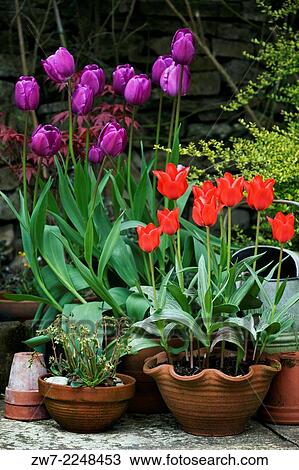 Spring flowering bulbs Tulips varieties Negrita and Red riding hood in weathered terracotta plant pots. View Large Photo Image Stock Image - Spring flowering bulbs Tulips varieties Negrita and Red riding hood in weathered terracotta plant pots.. Fotosearch