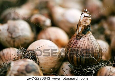Spring flowering Narcissus/Dafodil bulbs. View Large Photo Image Stock Image - Spring flowering Narcissus/Dafodil bulbs.. Fotosearch