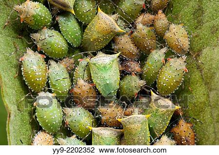 Stink Bugs (Arvelius albopunctatus) - Camp Lula Sams - Brownsville, Texas USA. View Large Photo Image Stock Image - Stink Bugs (Arvelius albopunctatus) - Camp Lula Sams - Brownsville, Texas USA.. Fotosearch
