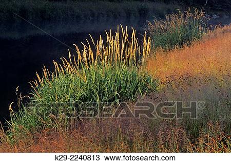 Streamside grass colonies, Greater Sudbury, Ontario, Canada. View Large Photo Image Stock Image - Streamside grass colonies, Greater Sudbury, Ontario, Canada.. Fotosearch