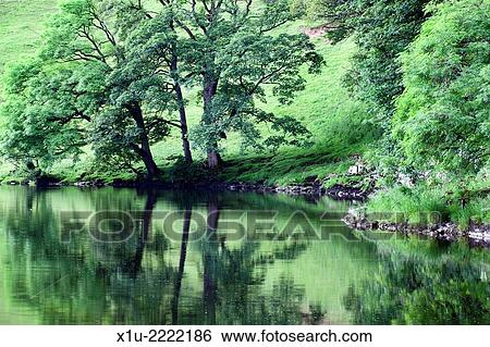 Summer Trees by the River Wharfe near Burnsall Yorkshire Dales England. View Large Photo Image Stock Photograph - Summer Trees by the River Wharfe near Burnsall Yorkshire Dales England.. Fotosearch