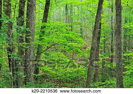 Summer woodland along the Lost Valley Trail near Clark Creek, Buffalo National River (Ponca Unit), Arkansas, USA. View Large Photo Image Stock Photograph - Summer woodland along the Lost Valley Trail near Clark Creek, Buffalo National River (Ponca Unit), Arkansas, USA.. Fotosearch
