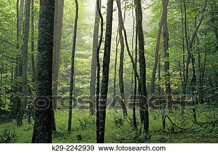 Stock Photo - Summer woodland, Great Smoky Mountains National Park, Tennessee, USA. Fotosearch