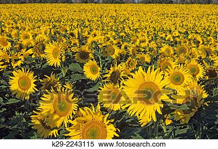 Stock Photography - Sunflower crop, Eastern North Dakota, North Dakota, USA.. Fotosearch