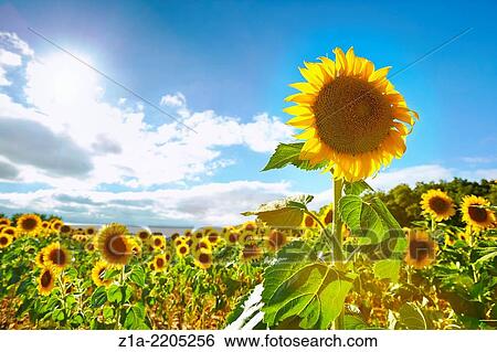 Stock Photograph - Sunflowers field. Burgos. Castile and Leon. Spain.. Fotosearch