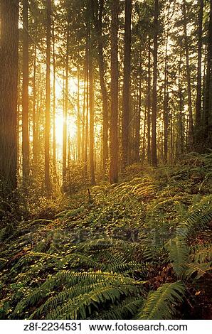 Sunlight streaming through Douglas Fir tree forest with ferns and ivy ground cover; Forest Park, Portland, Oregon. View Large Photo Image Stock Image - Sunlight streaming through Douglas Fir tree forest with ferns and ivy ground cover; Forest Park, Portland, Oregon.. Fotosearch