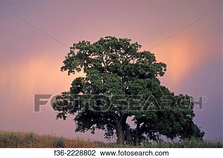 Sunlit rain falling behind a lone oak, Lafayette, CALIFORNIA. View Large Photo Image Stock Image - Sunlit rain falling behind a lone oak, Lafayette, CALIFORNIA.. Fotosearch