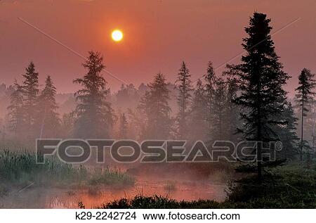 Picture - Sunrise over a wetland pond, Greater Sudbury, Ontario, Canada.. Fotosearch