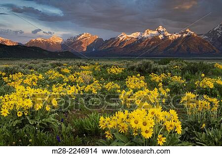 Picture - Sunrise over the Teton Range from wildflower meadows of Antelope Flats, Grand Teton National Park Wyoming.. Fotosearch