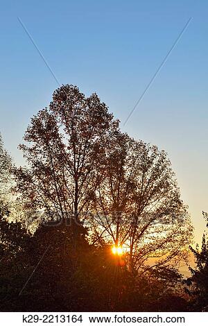 Sunrise with tulip poplar tree silhouettes, Townsend, Tennessee, USA. View Large Photo Image Picture - Sunrise with tulip poplar tree silhouettes, Townsend, Tennessee, USA.. Fotosearch