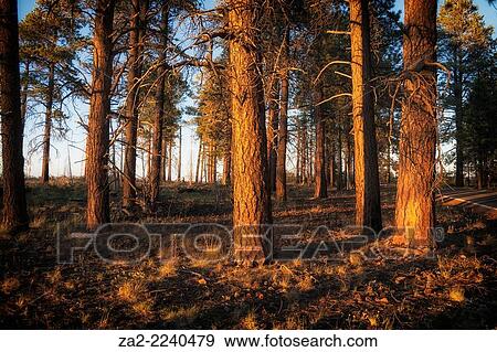 Stock Photo - Sunset at North Rim Forest. Grand Canyon National Park, Arizona, USA. Fotosearch