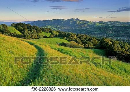 Sunset light on green hills and trail along Lafayette Ridge, Lafayette, CALIFORNIA. View Large Photo Image Stock Photograph - Sunset light on green hills and trail along Lafayette Ridge, Lafayette, CALIFORNIA.. Fotosearch