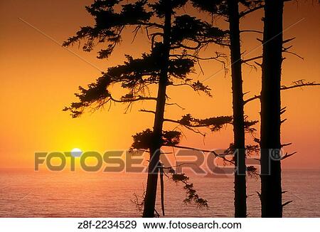 Sunset through trees at Ecola State Park, with Tillamook Rock Lighthouse offshore;.northern Oregon coast. View Large Photo Image Stock Photo - Sunset through trees at Ecola State Park, with Tillamook Rock Lighthouse offshore;.northern Oregon coast.. Fotosearch
